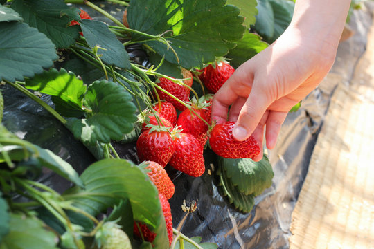いちご狩り のストック写真 ロイヤリティフリーの画像 ベクター イラスト Adobe Stock