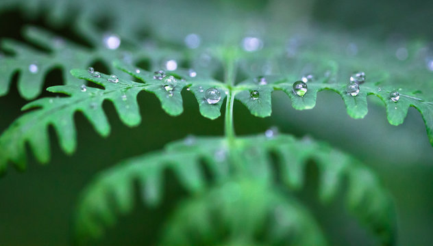 Droplets of water rest on a bracken fern in Baw Baw National Park, Australia.