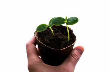 Green sprout in the pot isolated on white