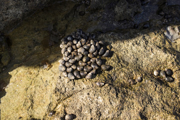shells on the beach