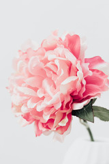 Fototapeta premium Pink Peony. Lifestyle image. Minimal home interior decoration. Poster image