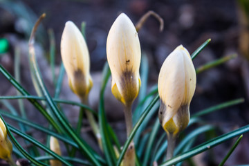 Приход весны