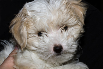 Freigestellter Kopf eines zehn Wochen alter Mini Bichon Havaneser