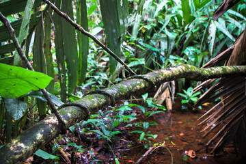 A vine is wrapped around a tree and suspends it in air after the tree has fallen. Tortuguero National Park, Costa Rica.