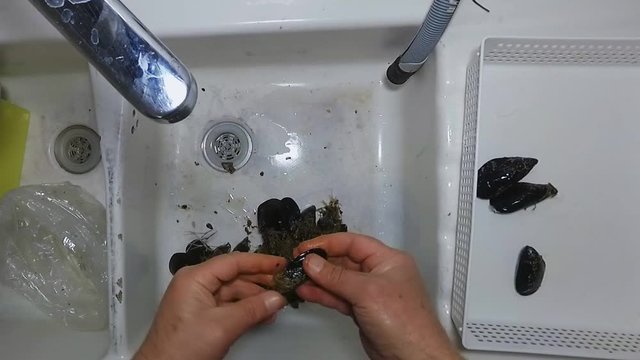 Hands pouring out raw mussels into the sink for washing them under the water. Seafood preparation process.