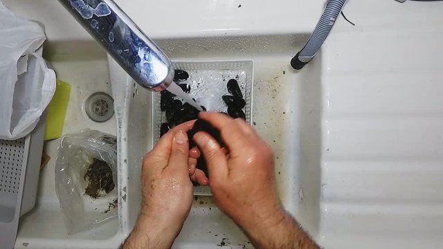 Hands pouring out raw mussels into the sink for washing them under the water. Seafood preparation process.