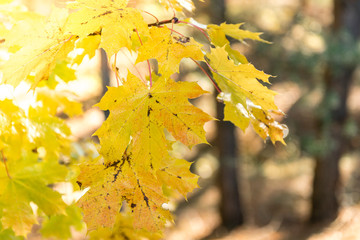 Obraz premium Autumn maple leaves on tree.