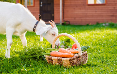 White goat chews farm vegetables background village house outdoors. The concept of healthy eating.