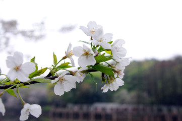 Begonia flower in China