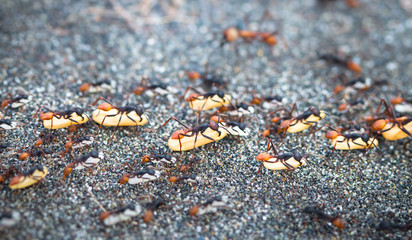 A colony of army ants (subfamily Ecitoninae) carries eggs to a new nest location. Tortuguero National Park, Costa Rica.