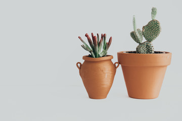 Succulent plant and cactus in orange ceramic  pot. Minimal lifestyle concept. Trendy image