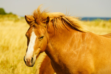 Obraz premium Horses herd on meadow field