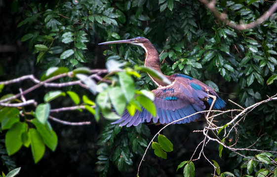 An agami heron (Agamia agami) takes flight in the jungle in Belize.