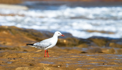 Seagull at Barwon Heads, Australia.