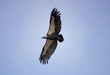 White rumped vulture