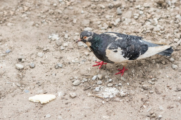 pigeon goes to the bread