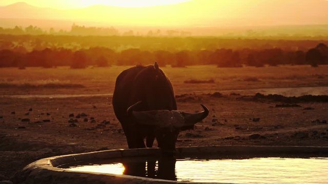 African buffalo in Masai Mara park drinking on a sunset