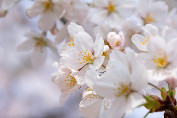 Fototapeta na wymiar 満開の桜のクローズアップ