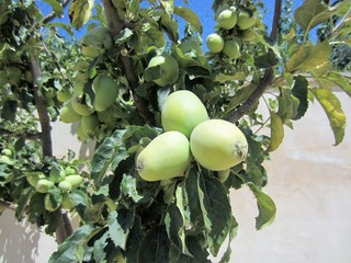 green fruit on tree