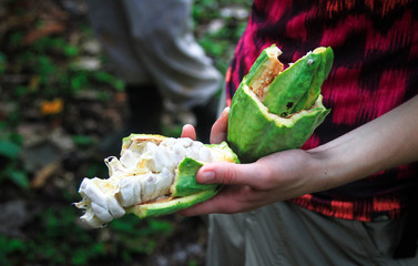 Holding a broken open cacao pod, exposing the white material which can be eaten and seeds which are...