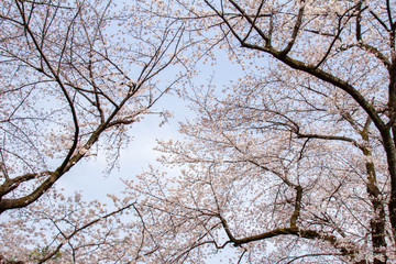 満開の桜