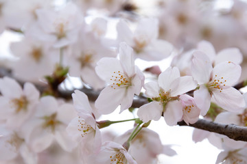 満開の桜のクローズアップ