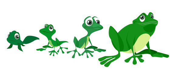 Process of growing a frog