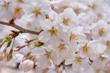 満開の桜のクローズアップ