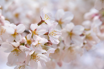 満開の桜のクローズアップ