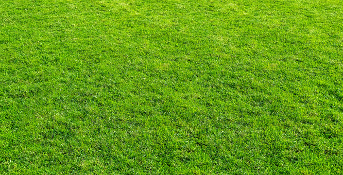 Landscape of grass field in green public park use as natural background or backdrop. Green grass texture from a field.