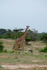 giraffa