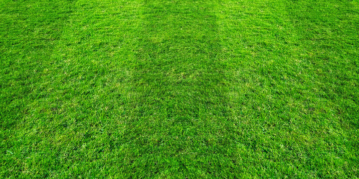 Green grass field pattern background for soccer and football sports. Green lawn pattern and texture for background.