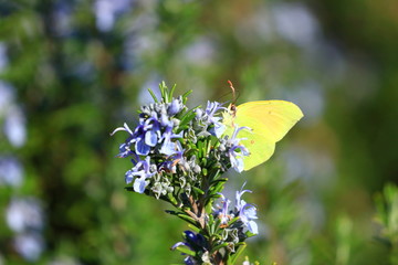Rosemary with yellow butterfly. Spring blooming.