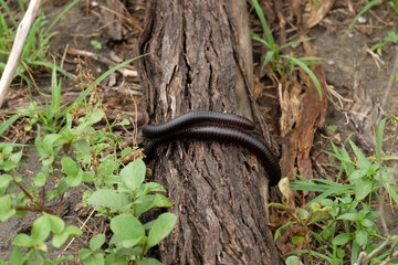 millepiedi 