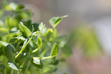 朝日の中の豆苗の芽