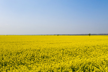 Fototapeta premium rapeseed flower field in sunny spring