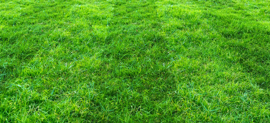Green grass field pattern background for soccer and football sports. Green lawn pattern and texture for background.