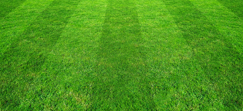 Free Grass Images – Browse 27,691 Free Stock Photos, Vectors, and Video ...