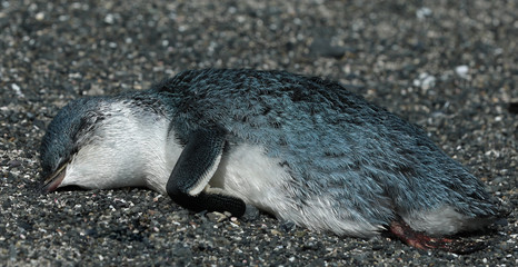 Naklejka premium Toter Pinguin blauer Zwergpinguin in Neuseeland
