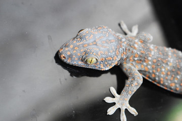 lizard on a background