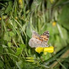 Isolated macro of a monarch butterfly in the wild- Israel