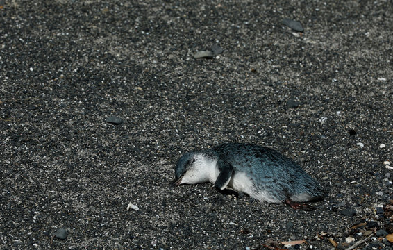 Toter Pinguin blauer Zwergpinguin in Neuseeland