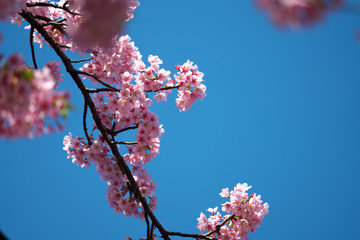 春・満開の桜木