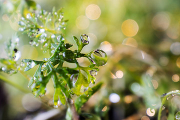 Obraz premium Young leaves of dill in water drops closeup. Bright summer macro photo. The image is suitable for various topics related to plant growing, healthy nutrition, gardening, and vegetarianism.