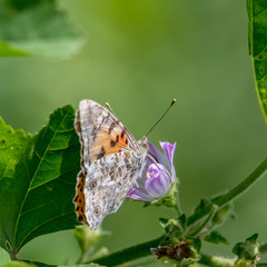 Isolated macro of a monarch butterfly in the wild- Israel