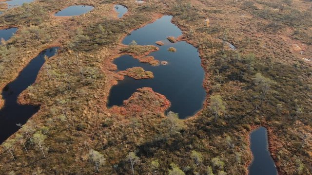 Aerial view of bog with small pine trees and ponds in Pilka bog, Latvia