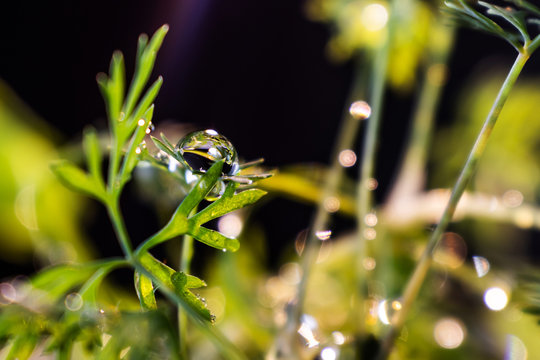 Young leaves of dill in water drops closeup. Bright summer macro photo. The image is suitable for various topics related to plant growing, healthy nutrition, gardening, and vegetarianism.