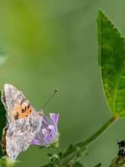 Isolated macro of a monarch butterfly in the wild- Israel