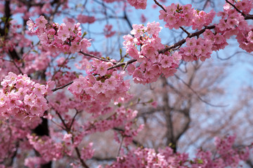 春・満開の桜木