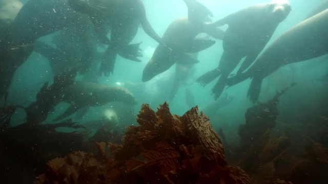 Flock of seals underwater of Sea of Okhotsk.